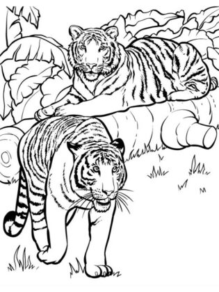 desenhos para colorir de animais