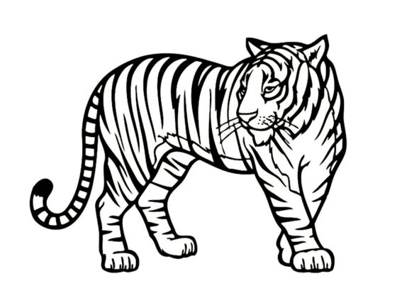 desenhos para colorir de animais