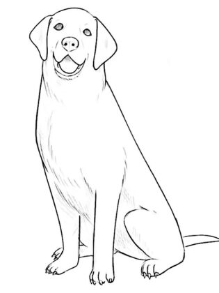 desenhos para colorir de animais