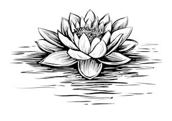 flor de lotus desenho