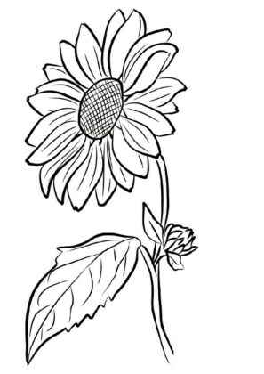 flores para colorir
