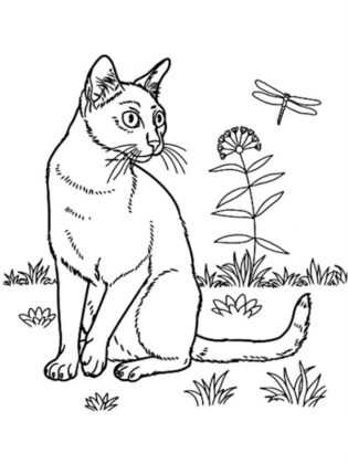 gato para colorir
