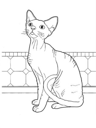 gato para colorir