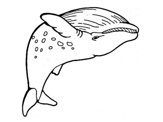 peixe para colorir