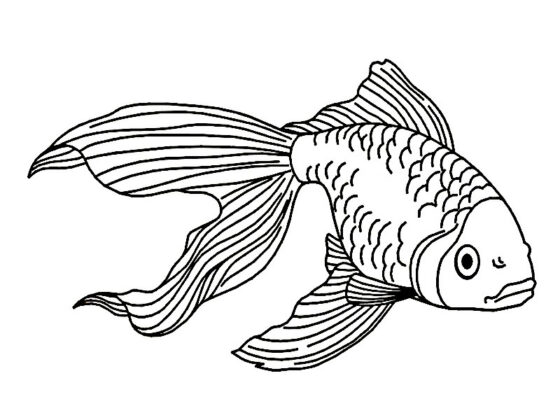 peixe para colorir