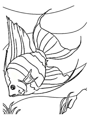 peixe para colorir