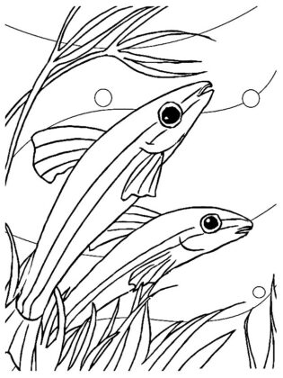 peixe para colorir