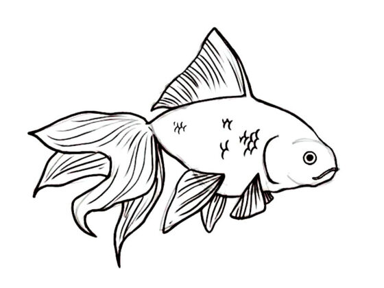 peixes para colorir