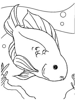 peixes para colorir